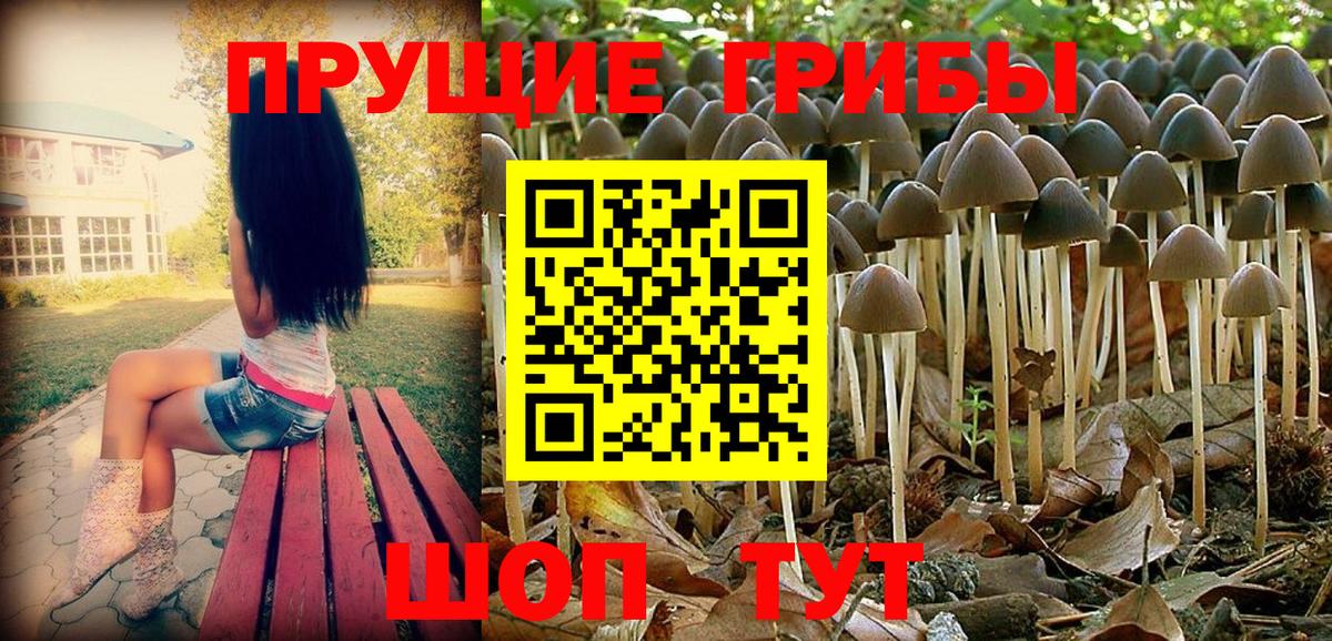 Псилоцибиновые грибы Psilocybine cubensis Печора